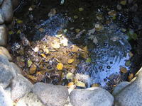 Bubbling mineral spring